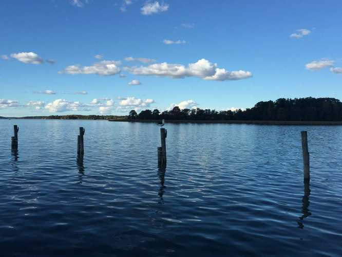 俄罗斯一家人郊外捡到“小狗崽”收养后发现是只熊